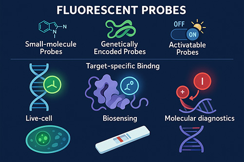 Fluorescent Probes