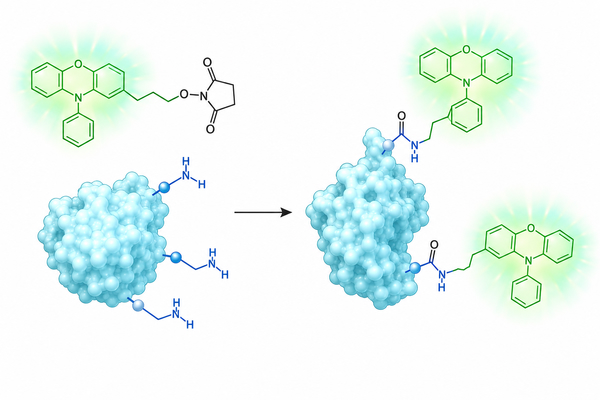 NHS Ester Reagents for Fluorescent Labeling: A Practical Guide to Amine-Reactive Dye Conjugation