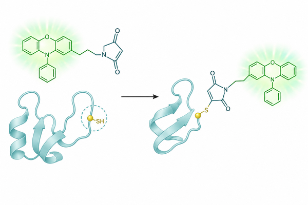 Maleimide Reagents for Fluorescent Labeling: Thiol-Reactive Probes for Controlled Conjugation