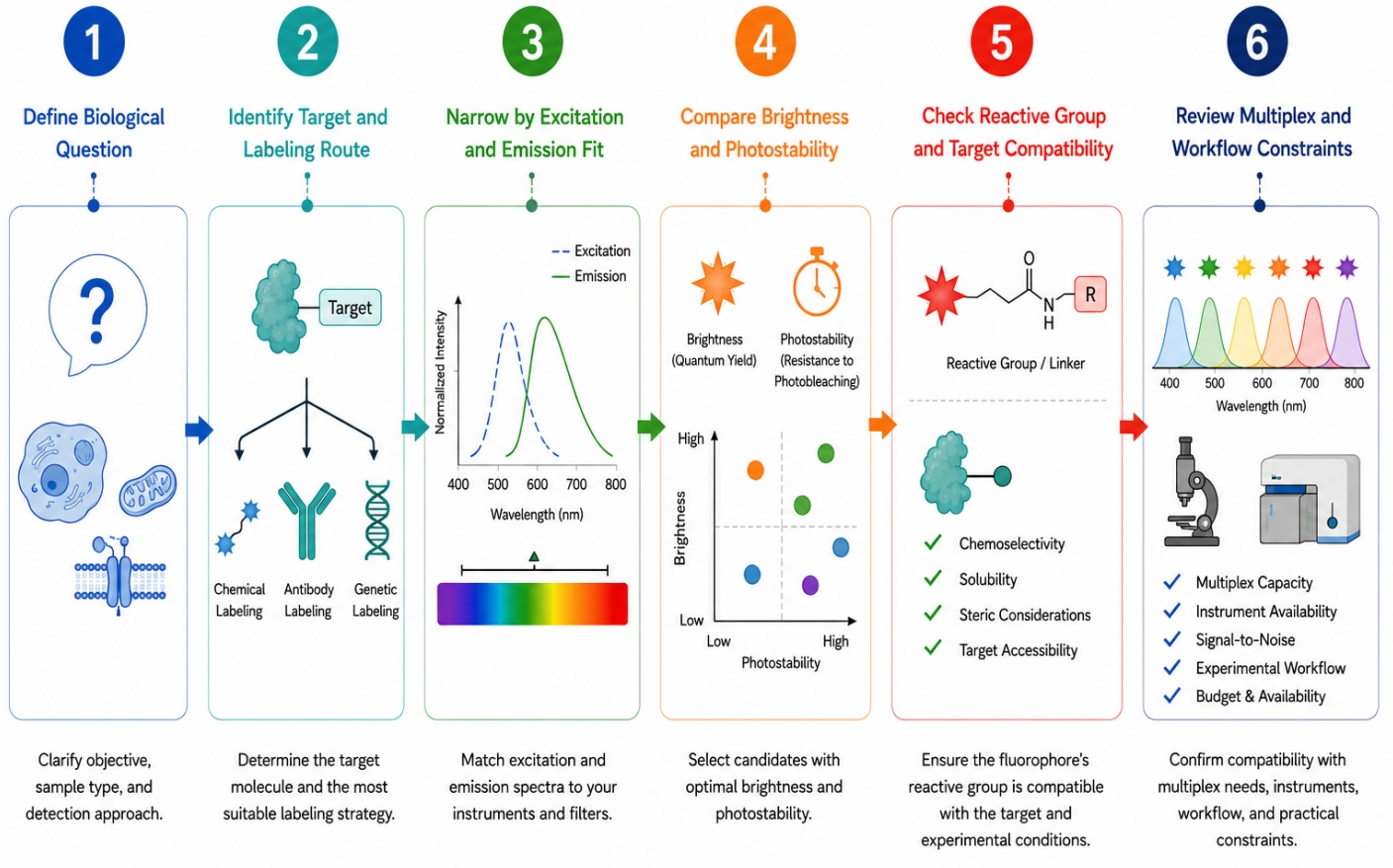 practical fluorophore selection workflow