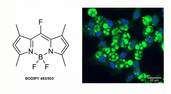 BODIPY 493/503 structure and green lipid fluorescence.