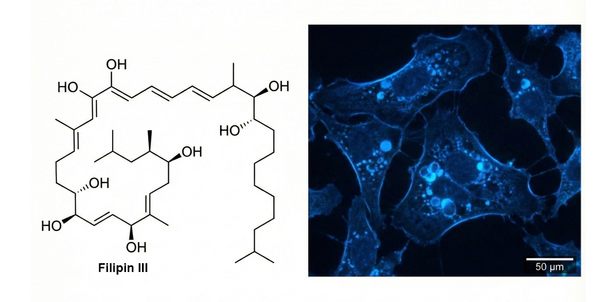 Filipin structure and blue fluorescent cholesterol staining.