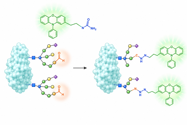 Hydrazide Reagents for Fluorescent Labeling: Carbonyl-Reactive Probes for Aldehydes and Glycans