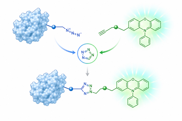 Azide Reagents for Fluorescent Labeling: Flexible Building Blocks for Click-Based Conjugation