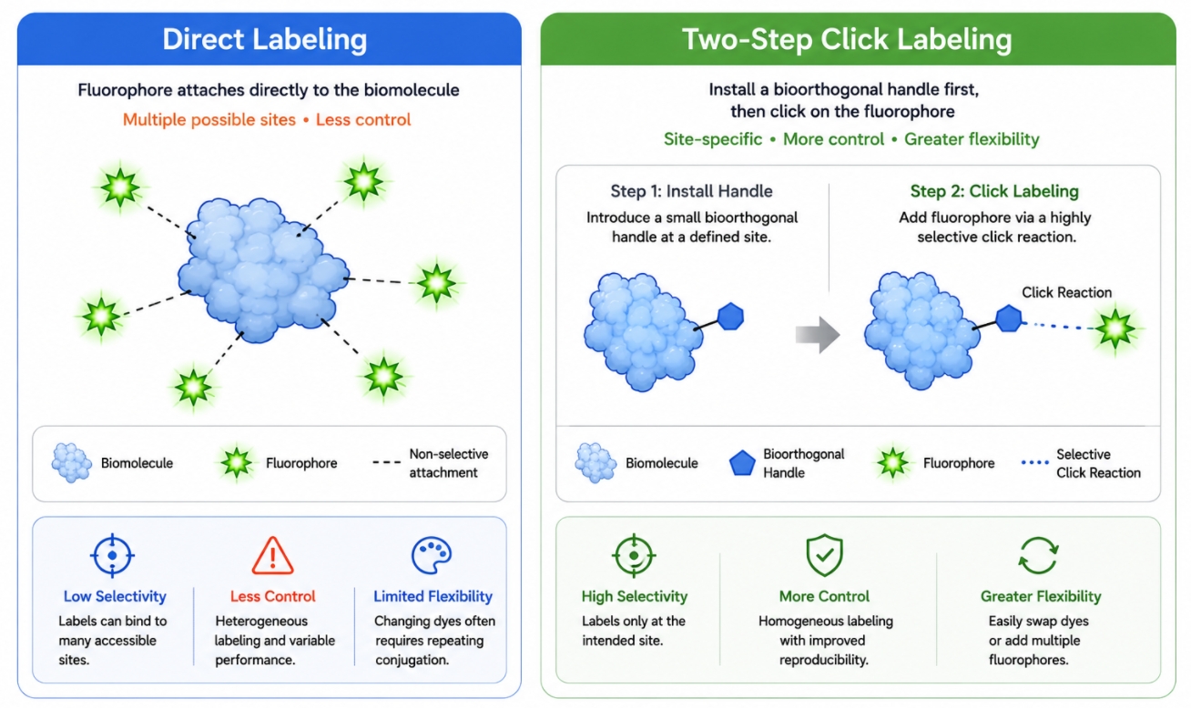 click chemistry vs direct labeling