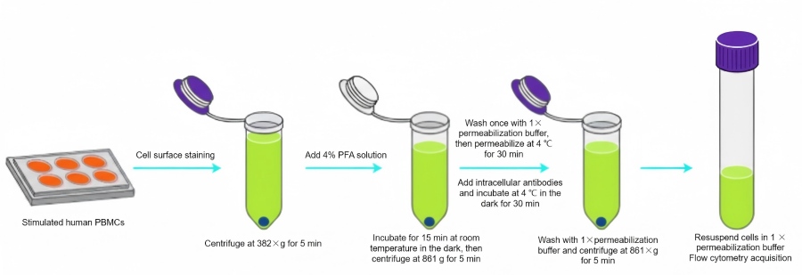  Intracellular flow cytometry staining scheme