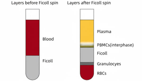 Flow Cytometry – 8 Common Sample Preparation and Intracellular Staining Protocols