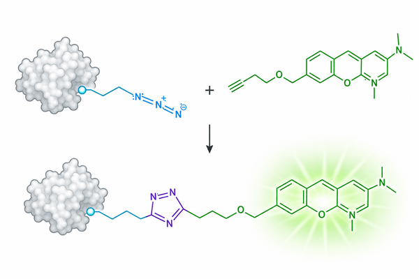 Alkyne Reagents for Fluorescent Labeling: How to Build Click-Ready Fluorescent Conjugates