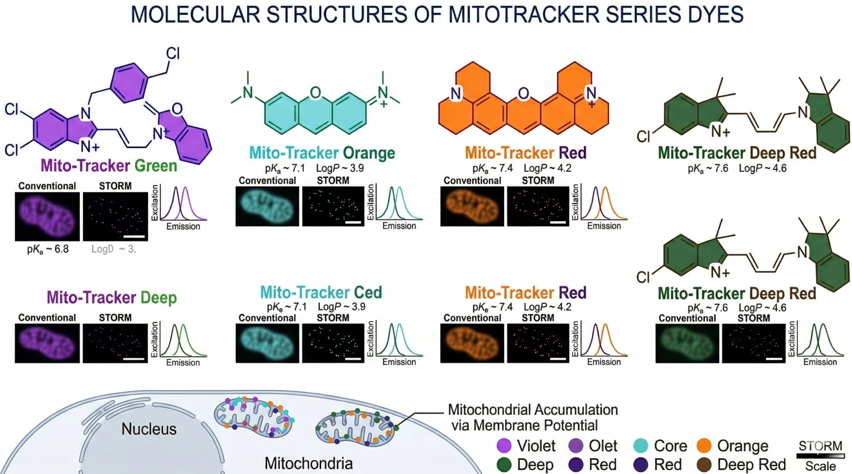 Scientific infographic comparing four MitoTracker dyes.