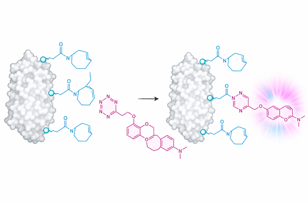 TCO Reagents for Fluorescent Labeling: Preparing Tetrazine-Ready Targets for Fast Conjugation