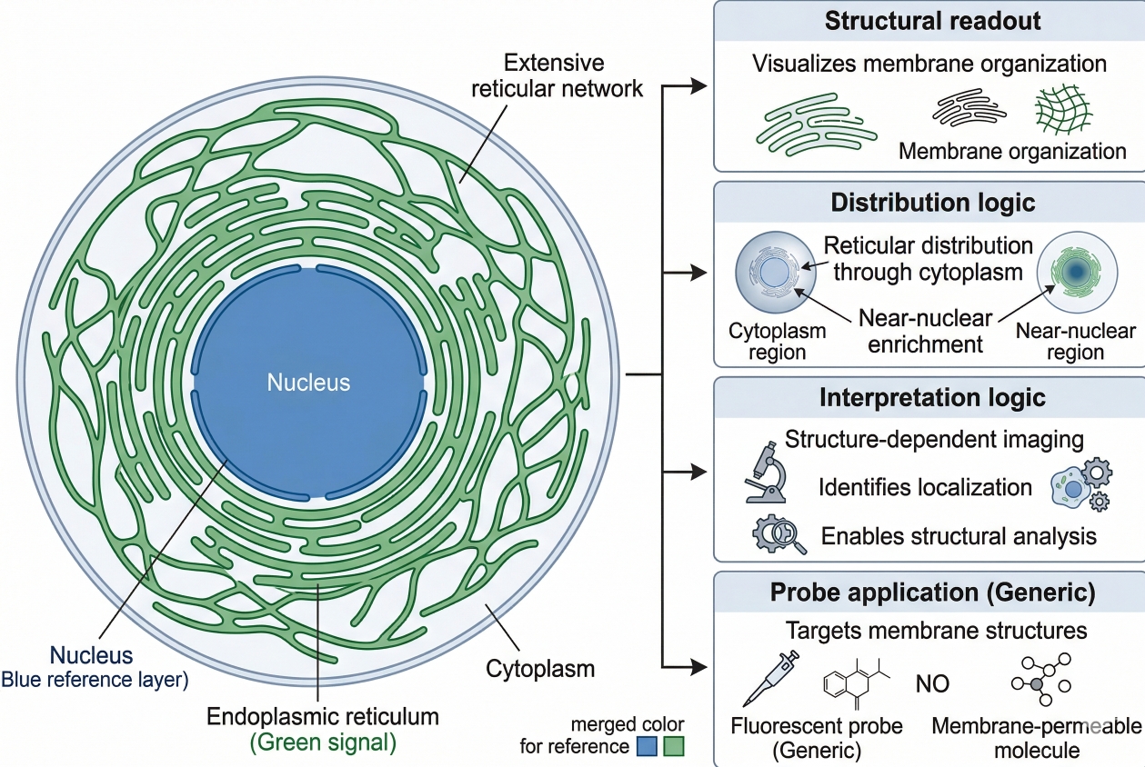 ER staining network overview