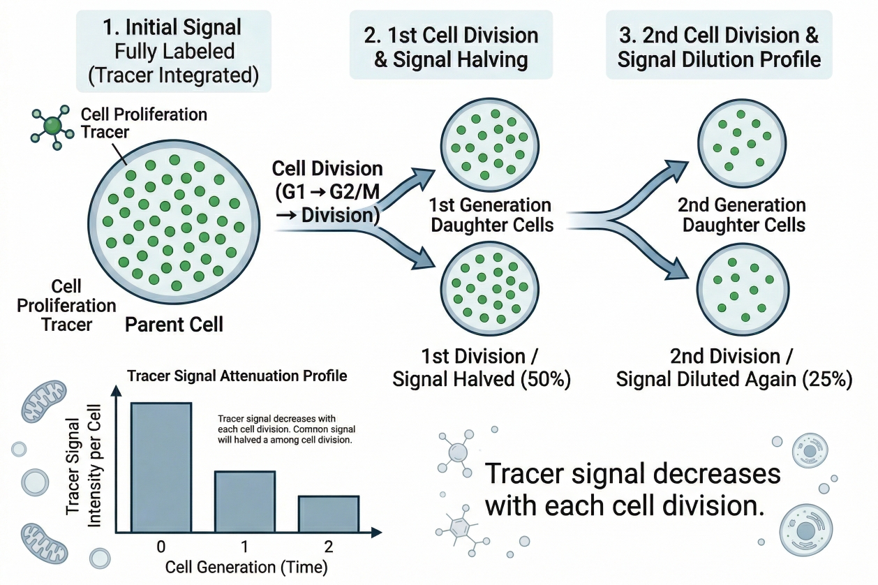 cell proliferation tracer mechanism