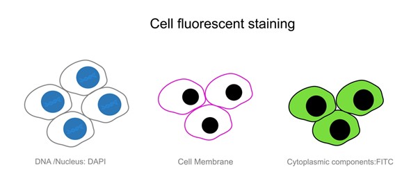 Live cell staining