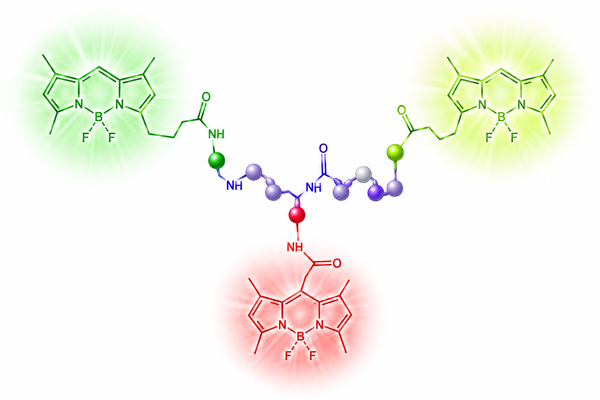 BODIPY Dyes for Fluorescent Labeling: When Compact Brightness and Structural Flexibility Matter