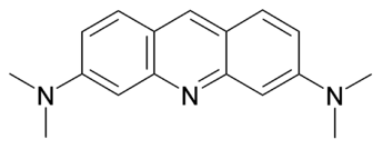 Acridine Orange Dyes