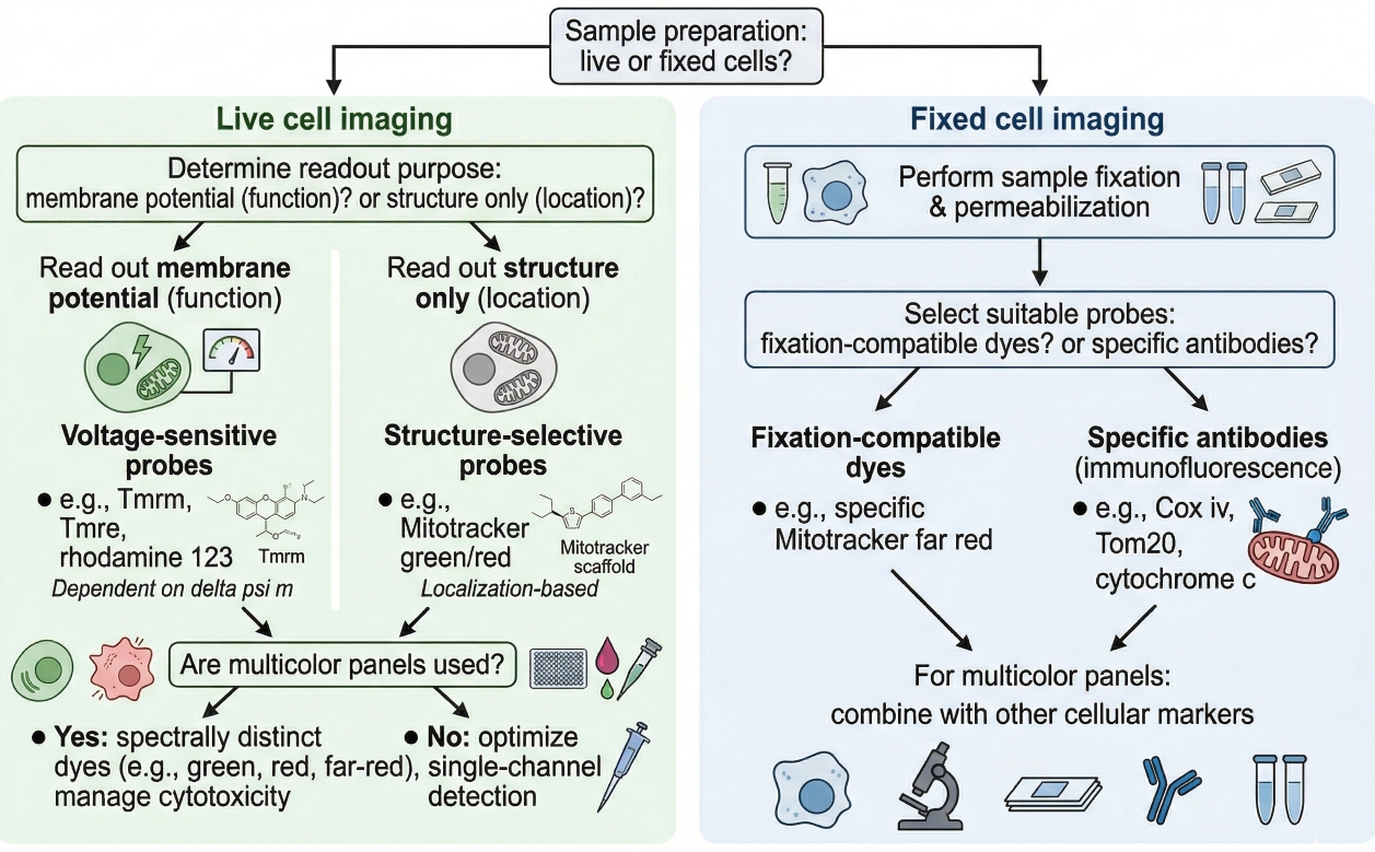 workflow for choosing the right mitochondrial dye for live cell fixed cell and multicolor imaging experiments