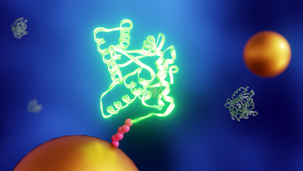 Maleimide Protein Labeling: When to Use Thiol-Selective Fluorescent Conjugation