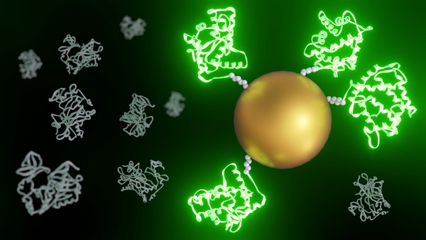 NHS Ester Protein Labeling: Principles, Workflow, and Optimization